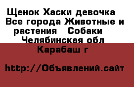 Щенок Хаски девочка - Все города Животные и растения » Собаки   . Челябинская обл.,Карабаш г.